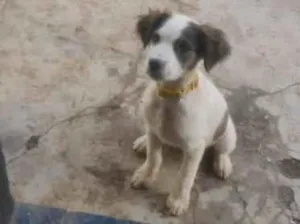Cachorro raça Não sei  idade 2 a 6 meses nome aurora 