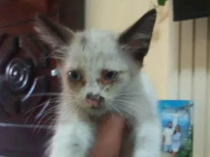 Gato raça SRD-ViraLata idade 2 a 6 meses nome Princesa sem nome 