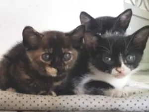 Gato raça SRD-ViraLata idade Abaixo de 2 meses nome sem nome