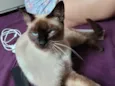amora 
