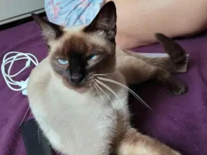 Gato raça Siamês idade 2 anos nome amora 