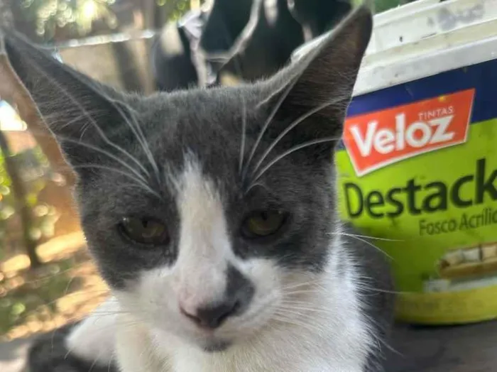 Gato raça SRD-ViraLata idade 1 ano nome Cinza