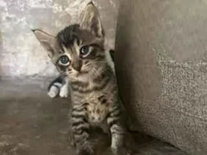 Gato raça SRD-ViraLata idade 2 a 6 meses nome Malhada