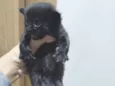 Gatinho Preto