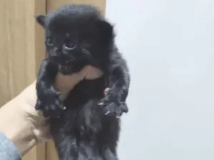 Gato raça SRD-ViraLata idade 2 a 6 meses nome Gatinho Preto