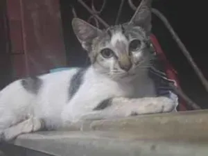 Gato raça SRD-ViraLata idade 1 ano nome Tom 