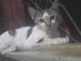 Tom