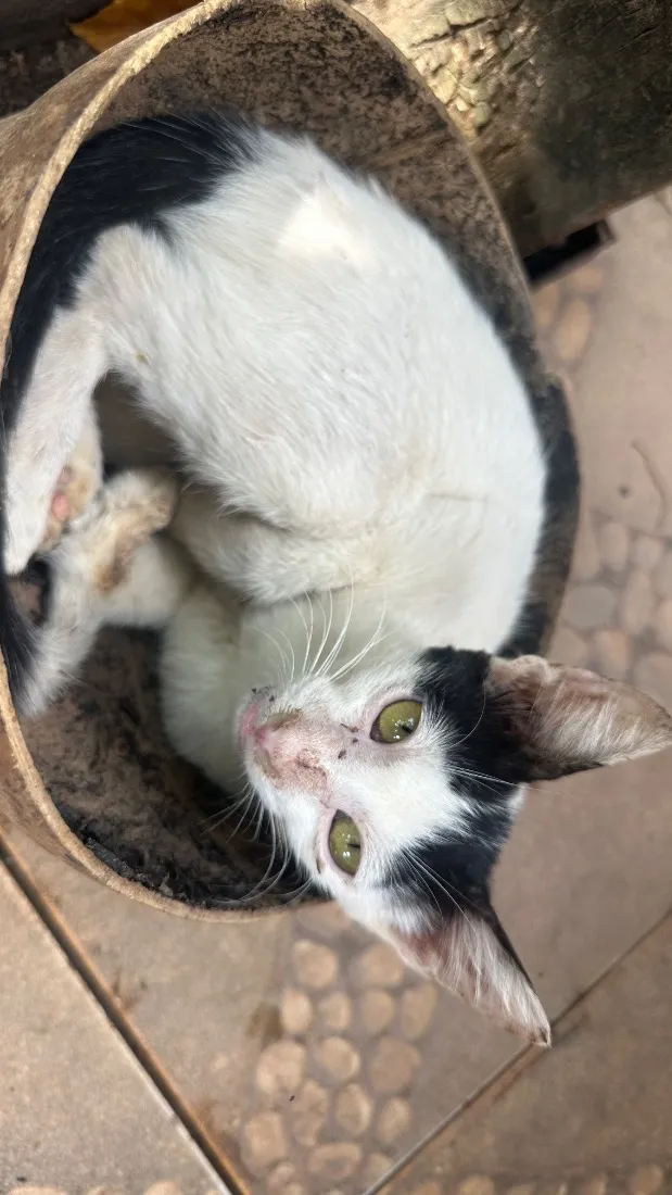Gato raça SRD-ViraLata idade 1 ano nome Branquinha 