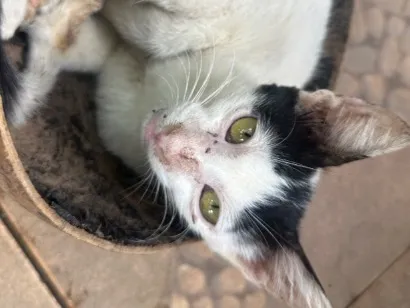 Gato raça SRD-ViraLata idade 1 ano nome Branquinha 
