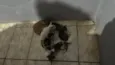 Doa-se 6 gatinhos