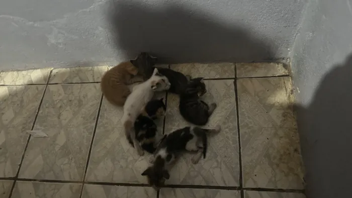 Gato raça SRD-ViraLata idade Abaixo de 2 meses nome Doa-se 6 gatinhos