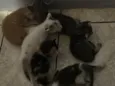 Doa-se 6 gatinhos