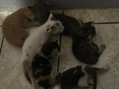 Gato raça SRD-ViraLata idade Abaixo de 2 meses nome Doa-se 6 gatinhos