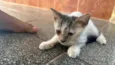 Bebê 