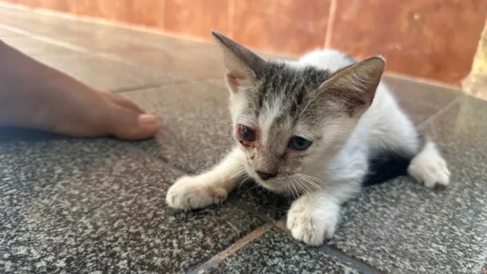 Gato raça SRD-ViraLata idade 2 a 6 meses nome Bebê 