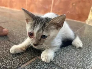 Gato raça SRD-ViraLata idade 2 a 6 meses nome Bebê 