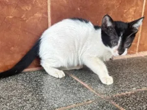 Gato raça SRD-ViraLata idade 2 a 6 meses nome Aurore 