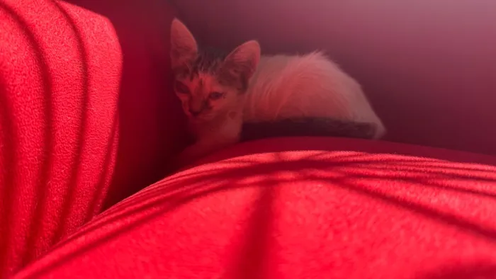 Gato raça SRD-ViraLata idade 2 a 6 meses nome Branca 