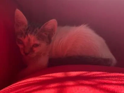 Gato raça SRD-ViraLata idade 2 a 6 meses nome Branca 
