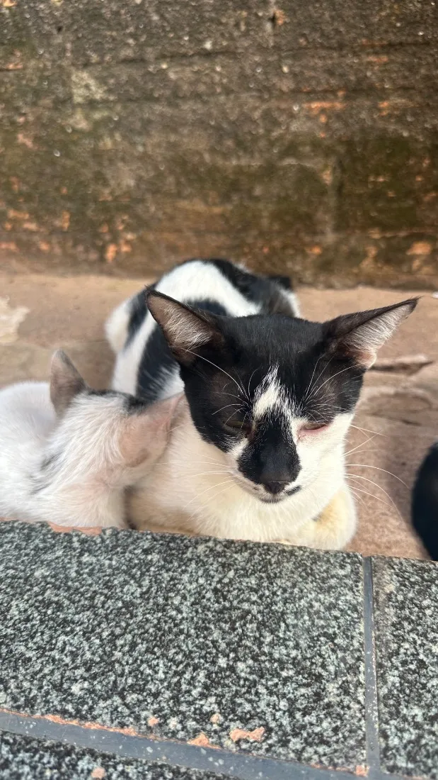 Gato raça SRD-ViraLata idade 1 ano nome Aurora 