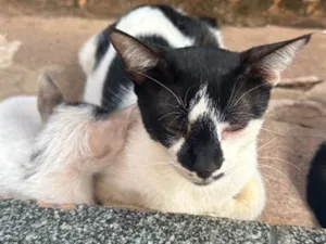 Gato raça SRD-ViraLata idade 1 ano nome Aurora 