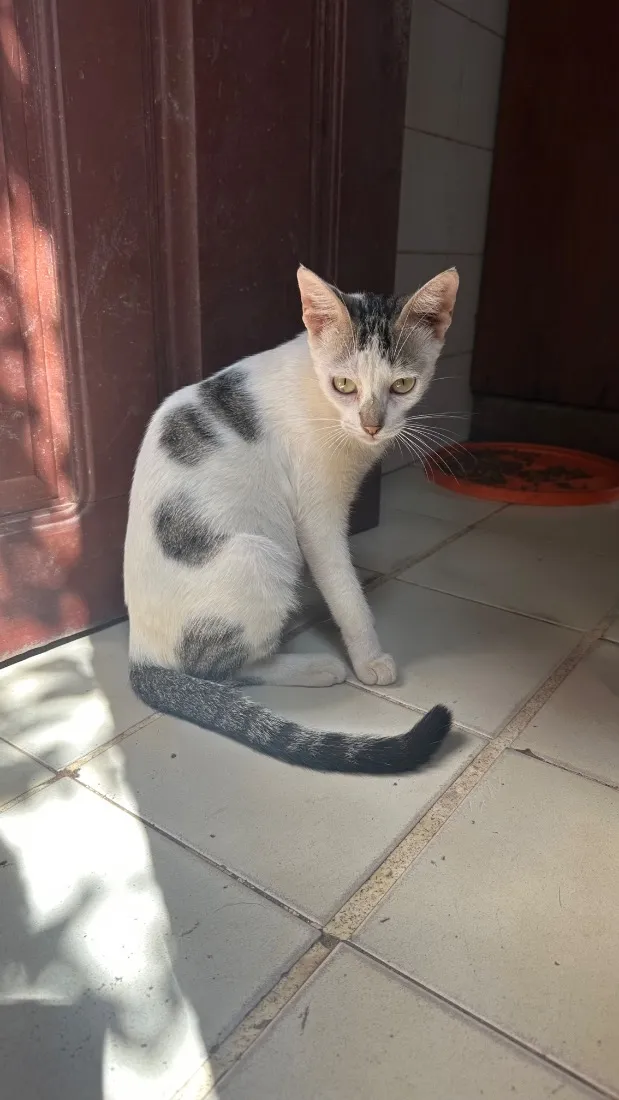 Gato raça SRD-ViraLata idade 1 ano nome Chanel 