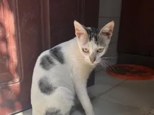 Gato raça SRD-ViraLata idade 1 ano nome Chanel 