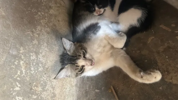 Gato raça SRD-ViraLata idade 1 ano nome Peludinha 