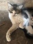 Peludinha 