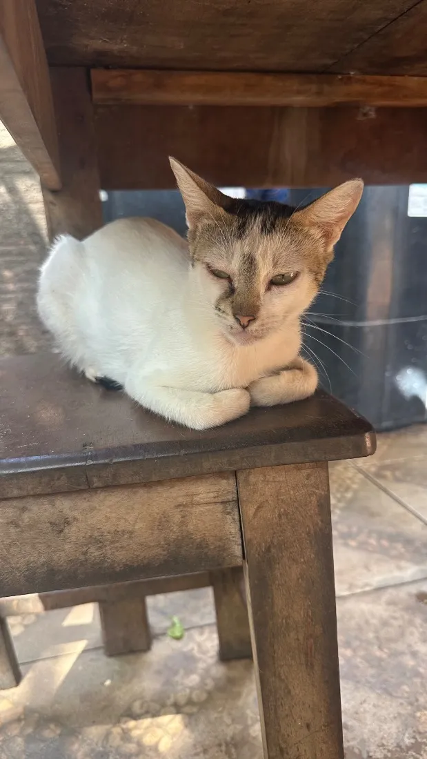 Gato raça SRD-ViraLata idade 1 ano nome Jade