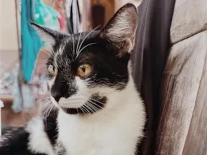 Gato raça SRD-ViraLata idade 7 a 11 meses nome Nina 