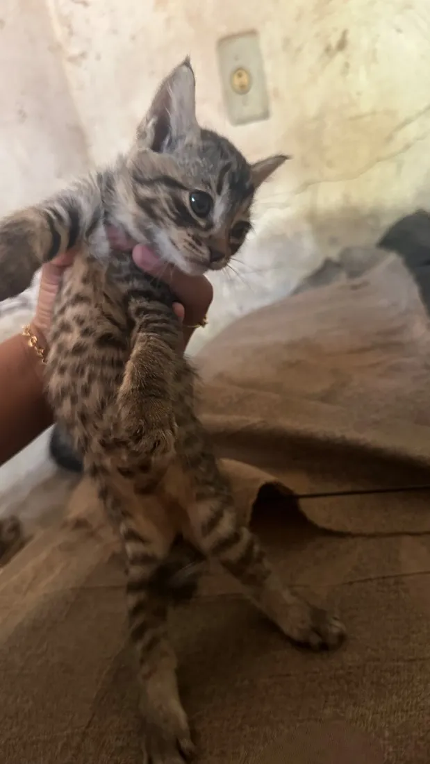 Gato raça SRD-ViraLata idade 2 a 6 meses nome Filhotes 