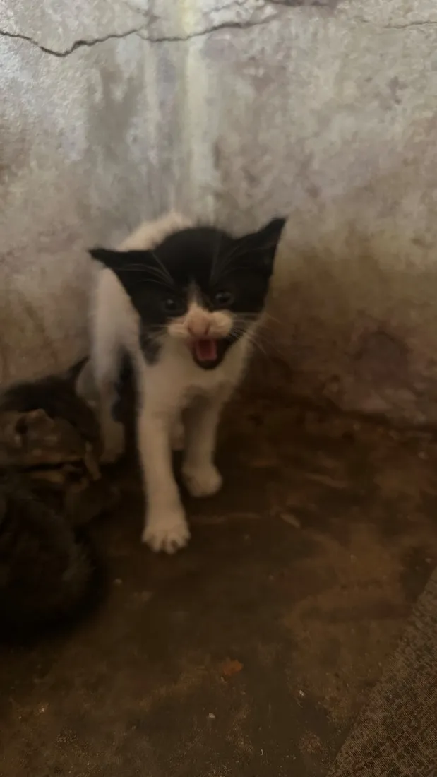 Gato raça SRD-ViraLata idade 2 a 6 meses nome Filhotes 