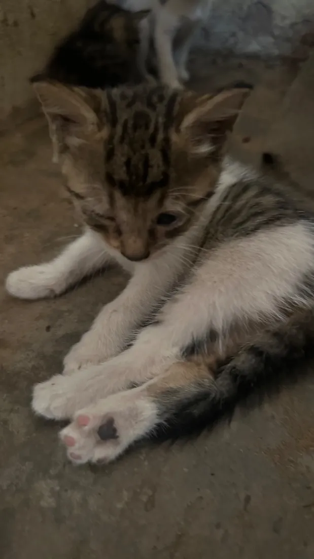 Gato raça SRD-ViraLata idade 2 a 6 meses nome Filhotes 