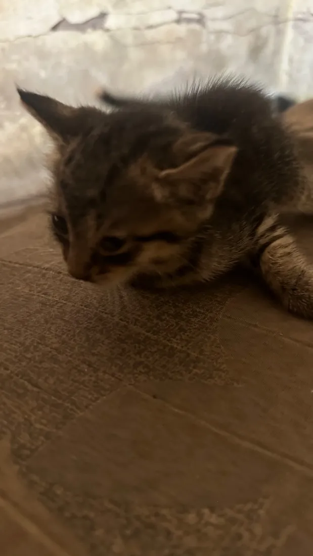 Gato raça SRD-ViraLata idade 2 a 6 meses nome Filhotes 