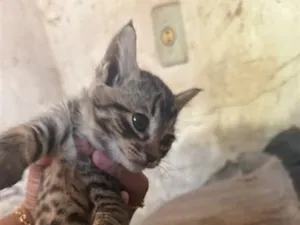 Gato raça SRD-ViraLata idade 2 a 6 meses nome Filhotes 