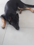 Nala
