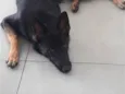 Nala