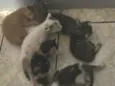 Doa-se 6 gatinhos