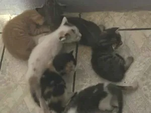 Gato raça SRD-ViraLata idade Abaixo de 2 meses nome Doa-se 6 gatinhos