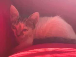 Gato raça SRD-ViraLata idade 2 a 6 meses nome Branca 