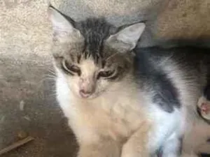 Gato raça SRD-ViraLata idade 1 ano nome Peludinha 