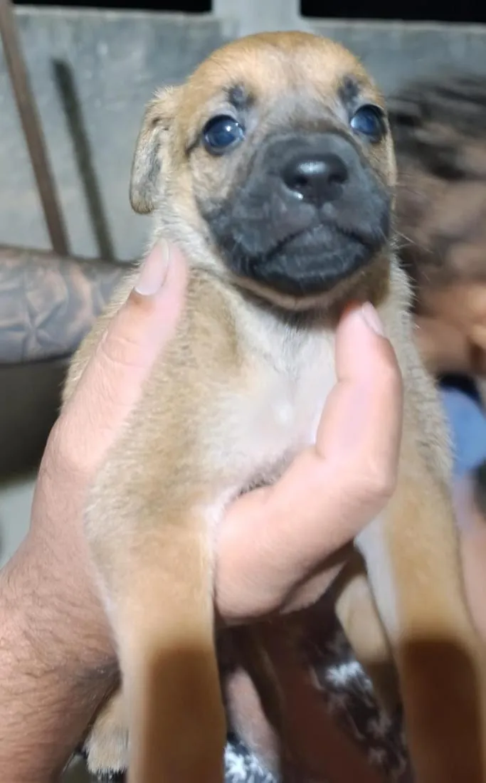 Cachorro raça SRD-ViraLata idade Abaixo de 2 meses nome sem nome