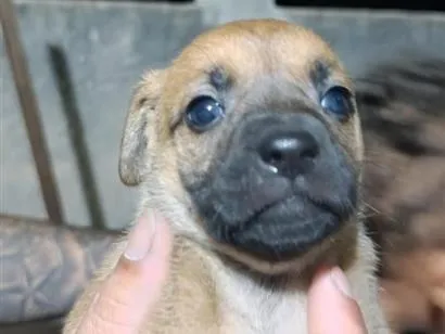Cachorro raça SRD-ViraLata idade Abaixo de 2 meses nome sem nome