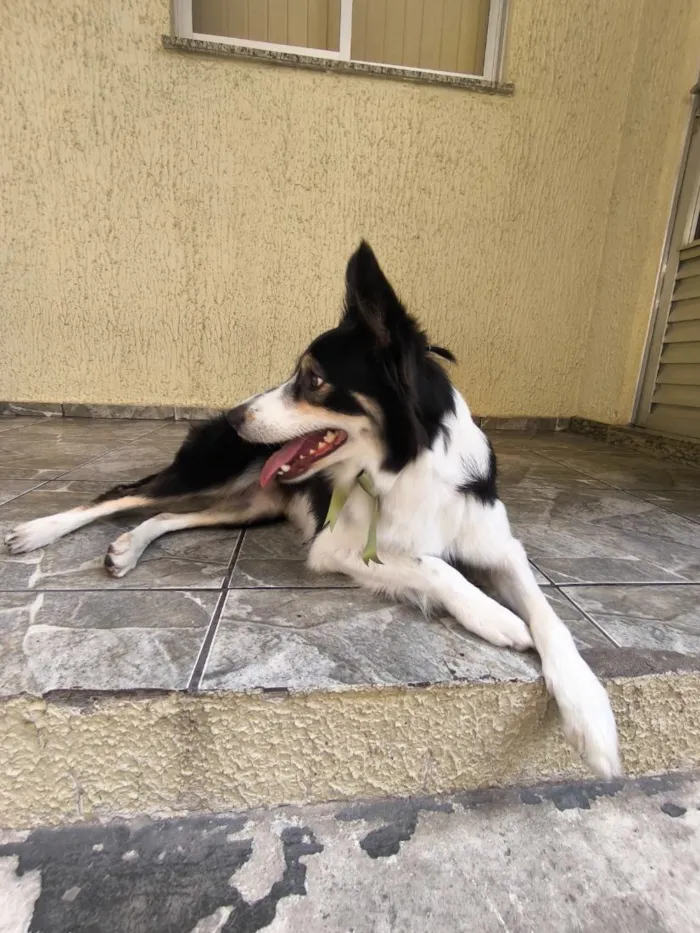 Cachorro raça SRD-ViraLata idade 3 anos nome Luna