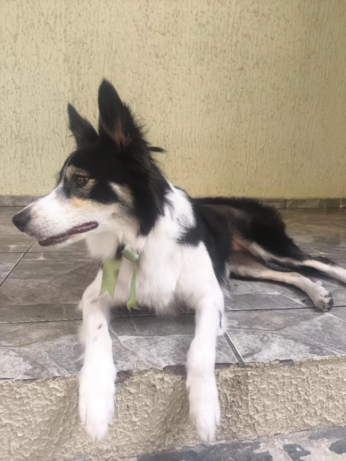 Cachorro raça SRD-ViraLata idade 3 anos nome Luna