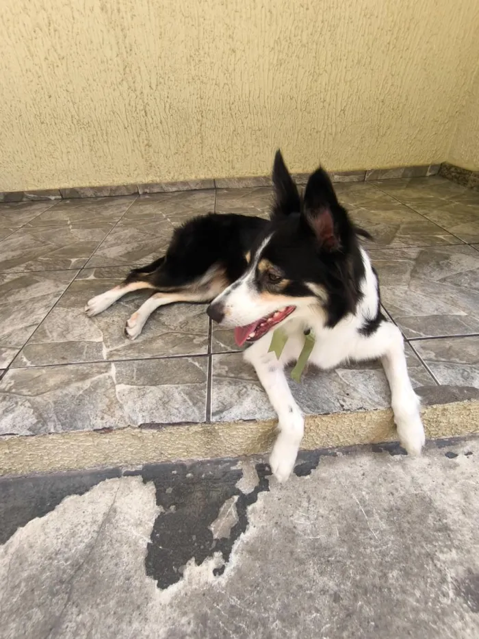 Cachorro raça SRD-ViraLata idade 3 anos nome Luna