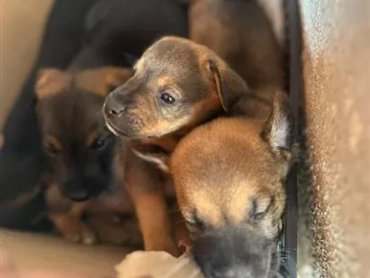 Cachorro raça SRD-ViraLata idade Abaixo de 2 meses nome NAO TEM NOME AINDA 