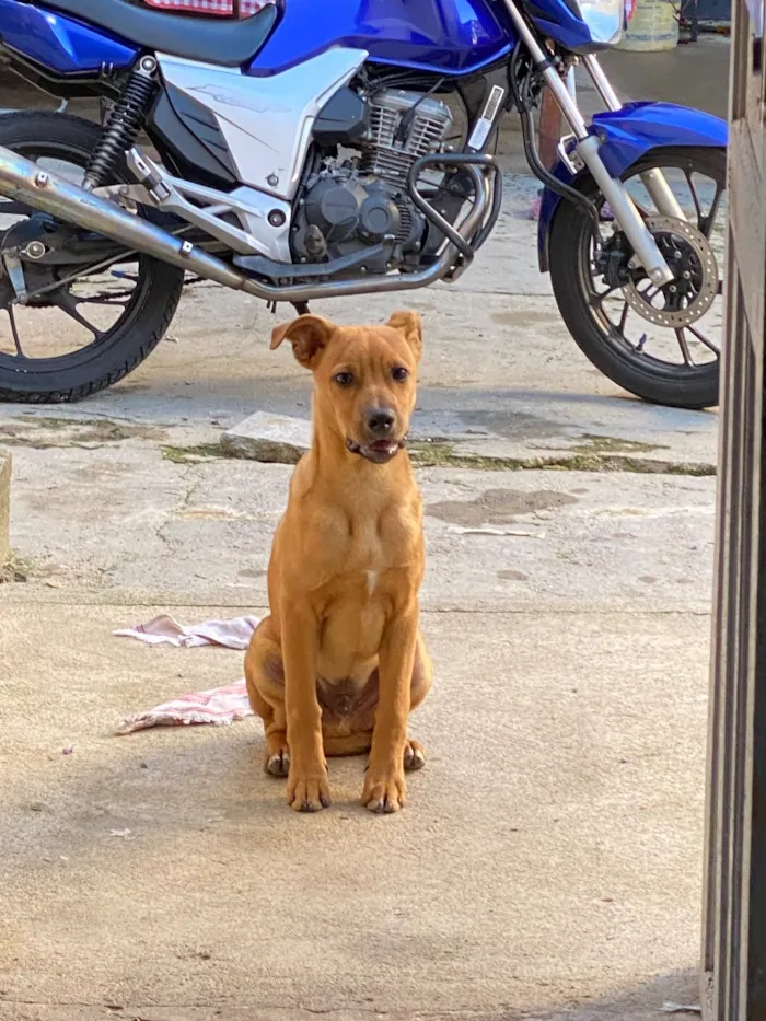Cachorro raça SRD-ViraLata idade 7 a 11 meses nome Marley