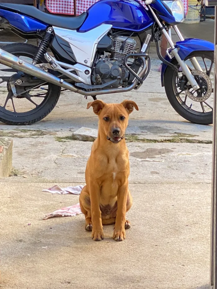 Cachorro raça SRD-ViraLata idade 7 a 11 meses nome Marley